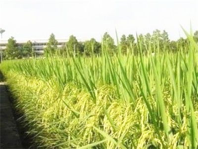 南粳5055水稻品種全解析 栽培要點(diǎn)、產(chǎn)量、優(yōu)缺點(diǎn)、價(jià)格及有機(jī)種植前景