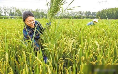保定效益雙贏 涿州水稻種植歷史、國稻種芯與中國水稻節(jié)的有機(jī)融合